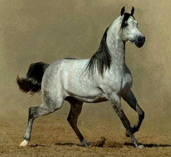 Арабская чистокровная лошадь