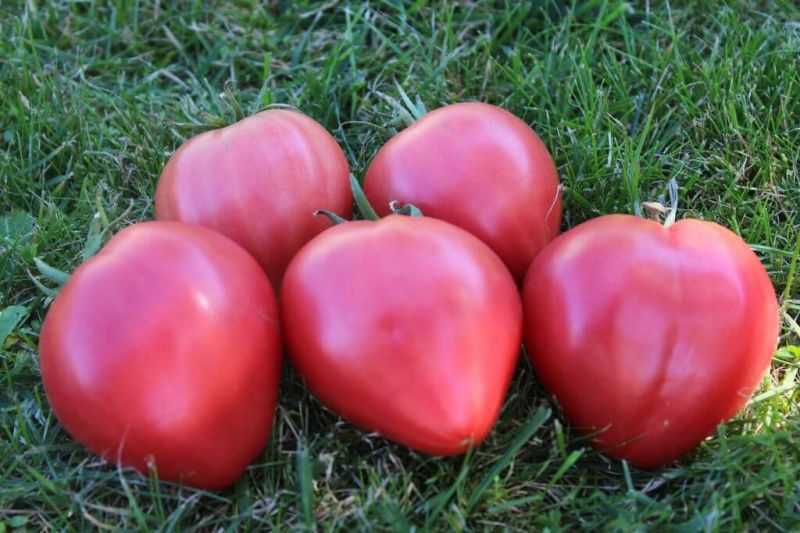 Характеристика томатов Орлиное сердце